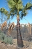 Dekorativ palm förstörd av lågorna.