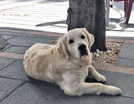 Hundägare i Benalmádena kan tvingas medtaga rengöringsutrustning vid promenader på stan.