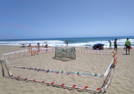 Sköldpaddsäggen lades av honan på stranden i Los Boliches, men flyttades till den lugnare Playa de Calahonda för att ha större chans att överleva. Foto: Ayuntamiento de Marbella