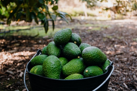 Subtropiska frukter som avokado, olivolja och kött är några av de produkter som exporteras från Málagaprovinsen till utlandet.