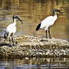 Helig Ibis fotograferad av Bengt Sändh vid ån Guadalhorce i Málaga i februari 2004.