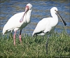 Afrikansk och Europeisk skedstork också fotograferad av Bengt Sändh vid Guadalhorce, denna gång i september 2005.