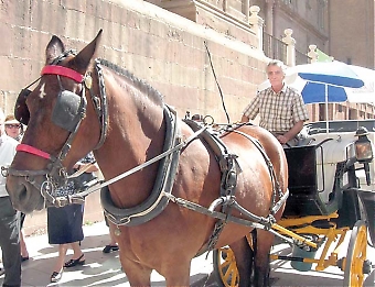Vibertis stora passion är hästar, han gick i pappas fotspår och blev kusk. Ett yrke som under hans mer än 30 aktiva år förändrats från att vara en transportservice till att bli en turistattraktion.