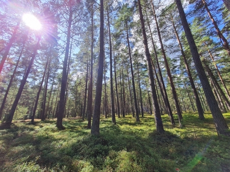 Svensk skog är en lisa för själen. Snart börjar dock den bästa skogs-, bergs-, strand- och utflyktssäsongen i Andalusien. Den som varar i tio månader.