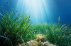 Posidonia Oceanica är en sjögräsart som är endemisk och är på vissa ställen är klassad som världsarv av UNESCO, som erkännande av dess många fördelar för miljön.