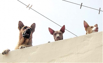 Den spanska hundlagen skärps vid årsskiftet, nyheter är att hundar måste vara kopplade och bära munkorg på offentliga platser, de får inte rastas i områden där det finns barn och ska vara försäkrade.