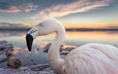 När deras huvudföda återkommit i saltvattenslagunen har både flamingos och andra fåglar återvänt till La Mata.