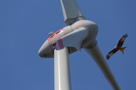 Arkivbild på en rovfågel nära ett vindkraftverk.