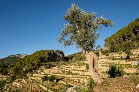 En av de många populära vinodlingarna på Mallorca.