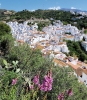 Den hängande byn Casares i Málagaprovinsen, med vitkalkade hus längs bergskanten, är genuint andalusisk. Foto: Linnea Lundegård