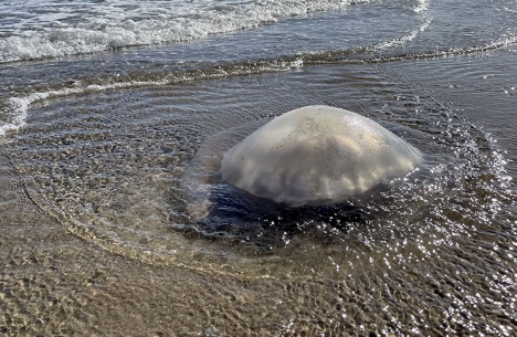 Jättemaneten Arten Rhizostoma blir en allt vanligare syn på Costa del Sol, men är relativt ofarlig.