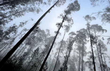 Disig morgon i en eucalyptusskog.