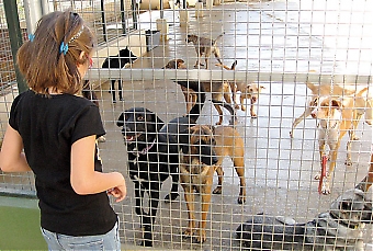 Hundratals herrelösa hundar och katter tas om hand av de olika djurskyddsföreningarna på Costa del Sol. Den som adopterar ett djur bör planera ordentligt.