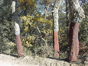 Cortes de la Frontera lever främst av korkproduktionen, men de två senaste månaderna har de kommunanställda ej fått sina löner. Foto: Wikimedia Commons