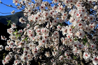 Den milda vintern har lett till att mandelträden blommar ovanligt tidigt i år i Andalusien.