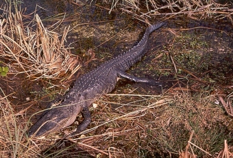 Den jagade reptilen tros vara en  två meter lång alligator.