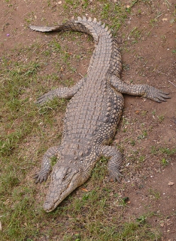 Den två meter långa reptilen visade sig vara en nilkrokodil och ej en alligator.